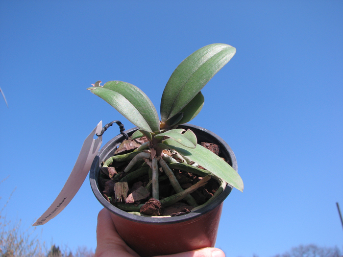 Doritaenopsis Lius Sakura.jpg