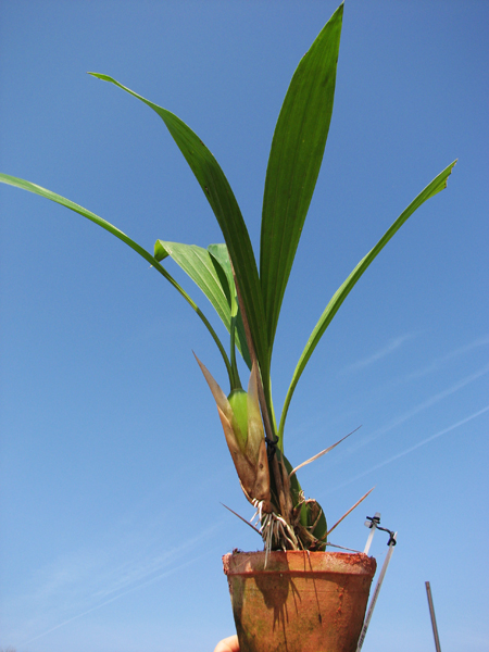 Coelogyne mayeriana.jpg