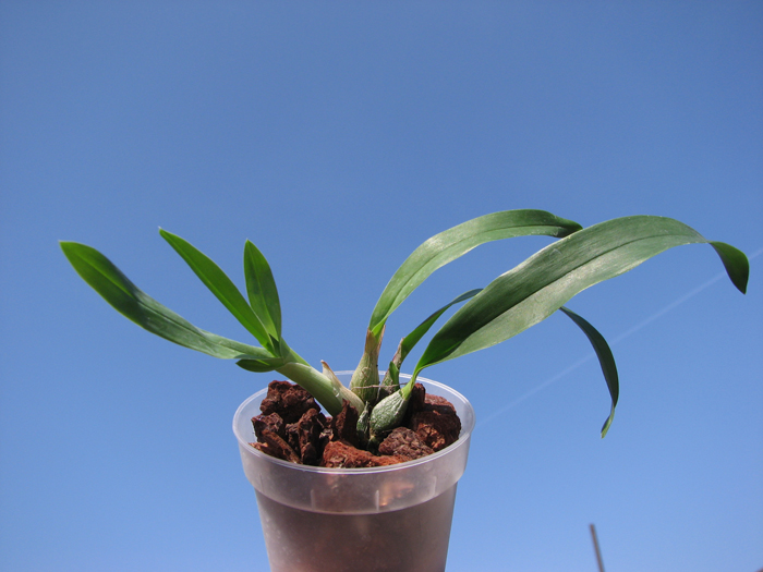 Encyclia mariae x citrina.jpg