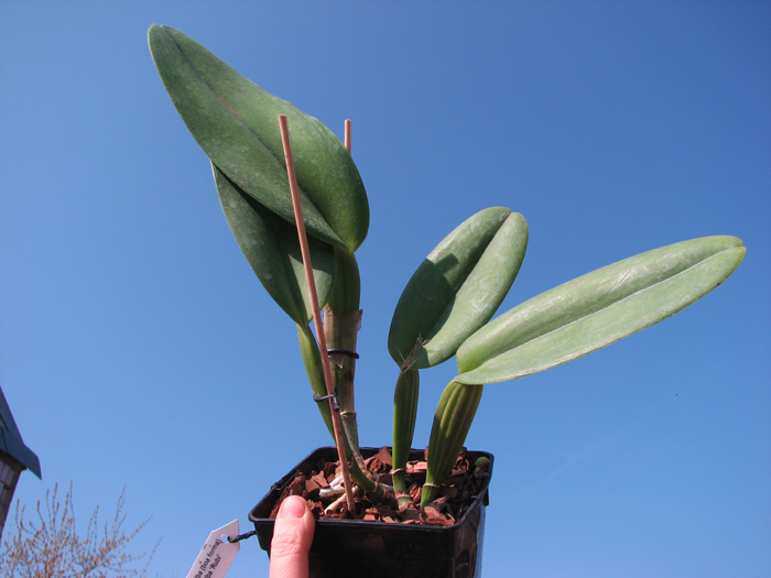 Cattleya warneri semi alba (boa forma) x Cattleya warneri semi alba 'Rubi'.jpg