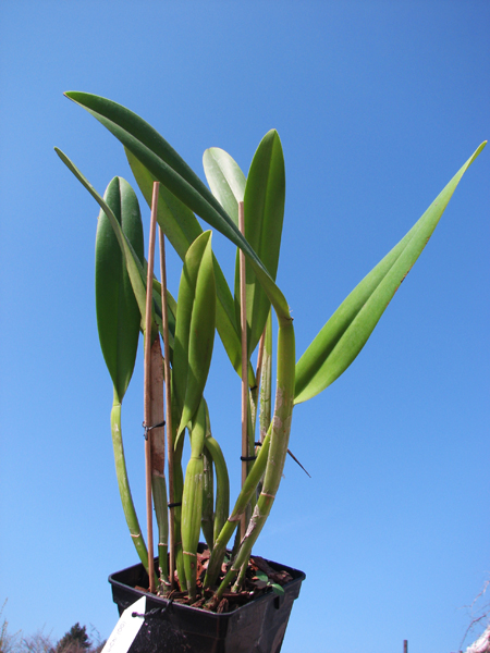 Rhyncholaeliocattleya Golf Green 'Lu-Chi' (OG).jpg