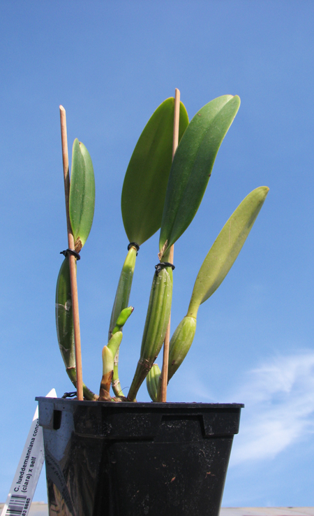 Cattleya lueddemanniana concolor (clara) x self.jpg