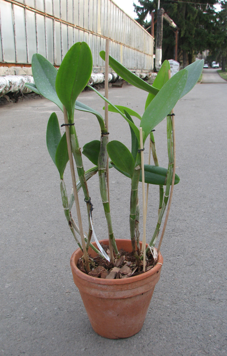 Cattleya skinneri albescens.jpg