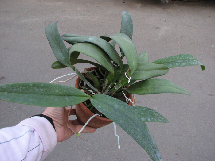 Laelia xanthina x Cattleya schilleriana.jpg