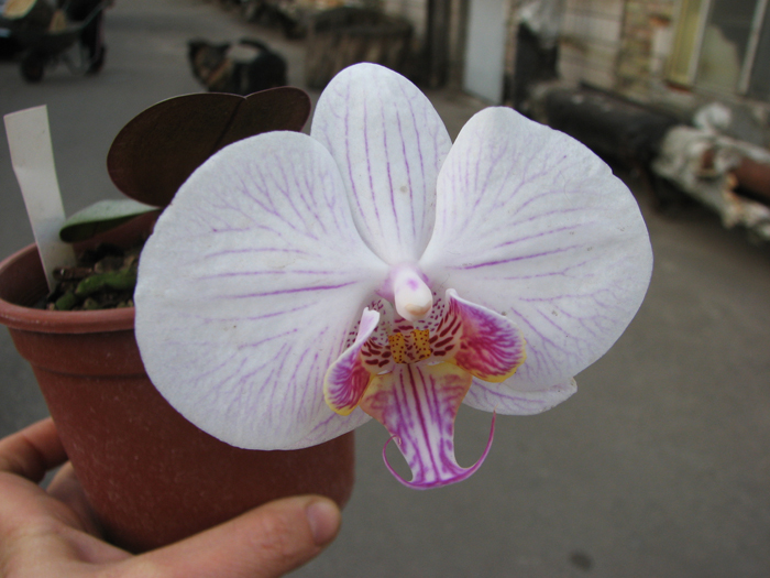 Phalaenopsis hybrid полосатый.jpg