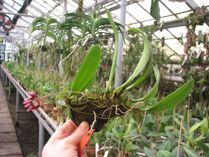Bulbophyllum lepidum.jpg