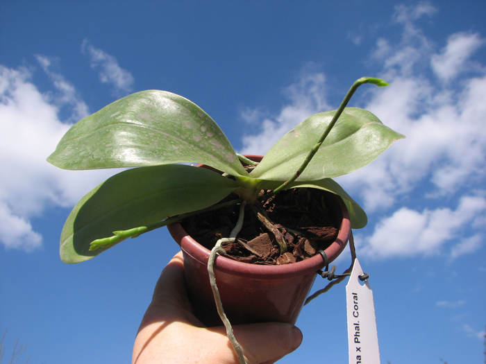 Phalaenopsis corningiana x Phalaenopsis Coral Isles.jpg