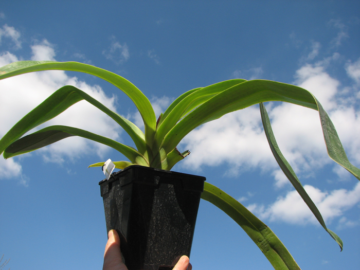 Paphiopedilum sanderianum.jpg
