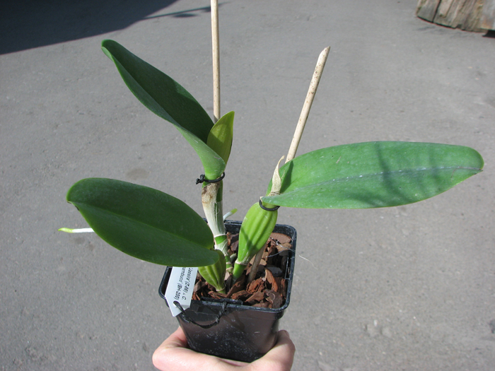 Cattleya labiata alba 'Jassira' (Z-86) x Cattleya labiata alba 'Pernambuco' (BH-200).jpg