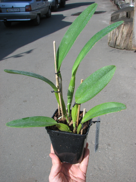 Cattleya mossiae alba 'Irene' x Cattleya mossiae alba 'Orosco'.jpg