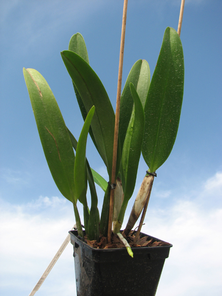 Cattleya mossiae var amoena.jpg
