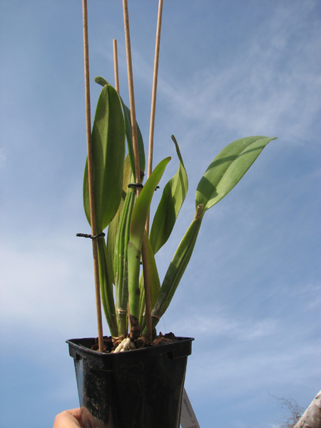 Cattleya mossiae.jpg