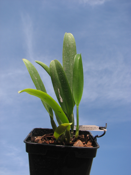 Cattleya mossiae semi alba 'Sao Luiz' x Cattleya mossiae semi alba 'Bela Vista'.jpg