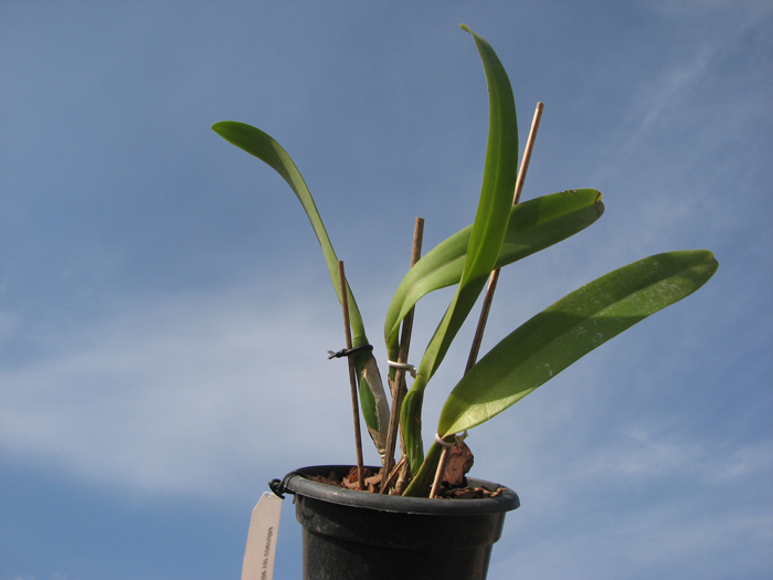 Cattleya mossiae var coerulea.jpg