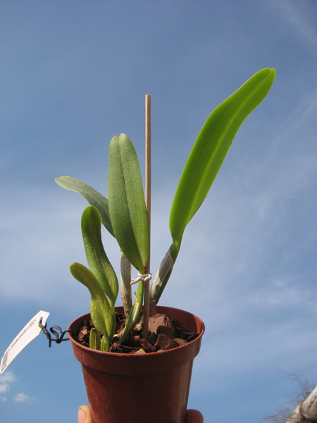 Cattleya mossiae concolor x SELF.jpg