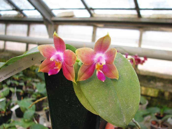 Phalaenopsis Penang Girl.jpg