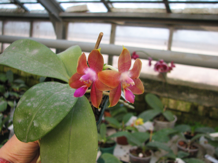 Phalaenopsis Penang Girl.jpg
