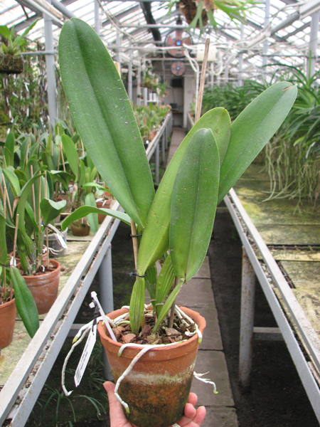Laeliocattleya Tyl Belle 'Fantasy' (Tyl x Edgard Van Bele).jpg