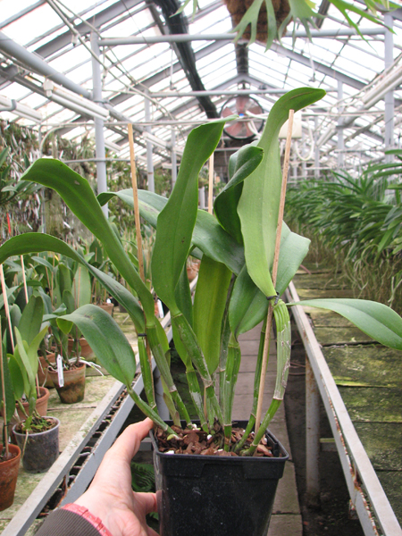 Sophrolaeliocattleya Tutankamen 'Pop'.jpg