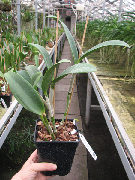 Cattleya Green Emerald 'Orchid Queen' (Cattleya Elizabeth Mahon x Cattleya Thospol Spot).jpg