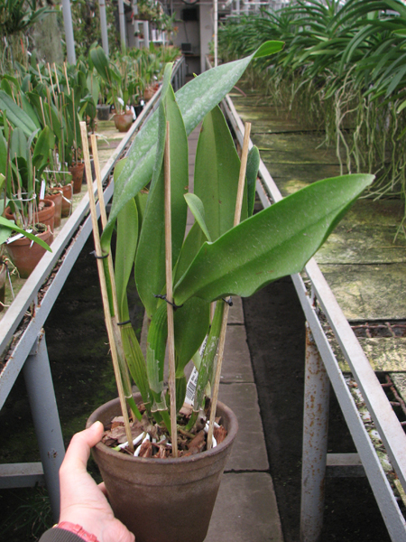 Brassolaeliocattleya King of Taiwan 'Ta-Hsin' (Bryce Canyon x Purple Ruby).jpg