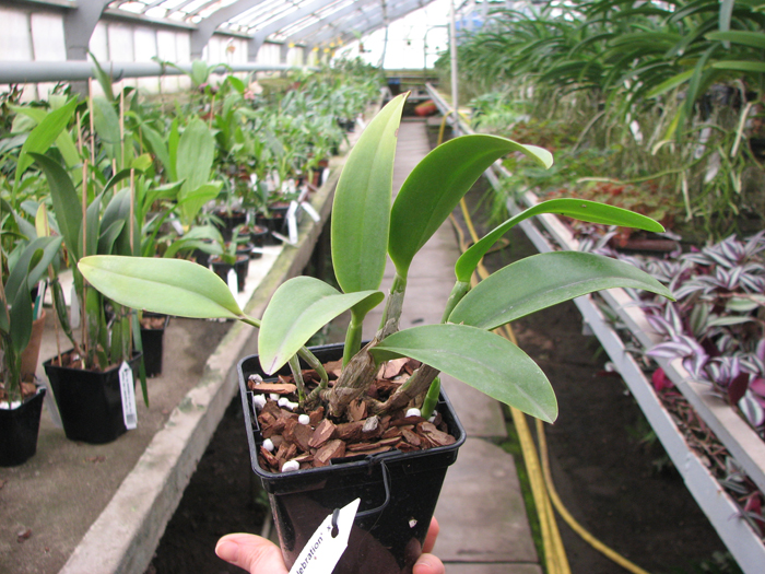 Potinara Luna Jaune 'Celebration' x Brassavola digbyana.jpg