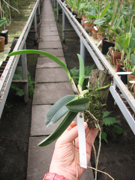 Laelia jongheana alba (Z-88) x Laelia jongheana suavissima.jpg