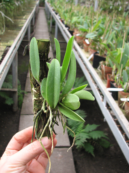 Laelia sincorana.jpg