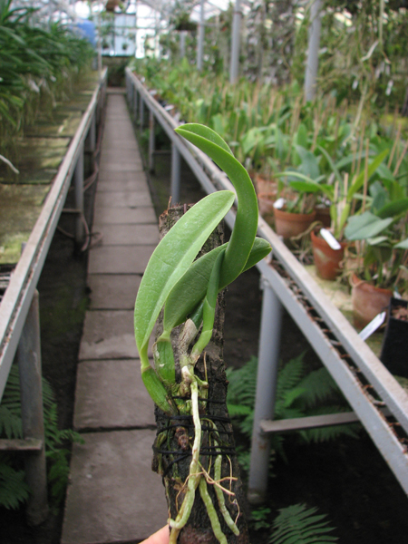 Laelia jongheana.jpg