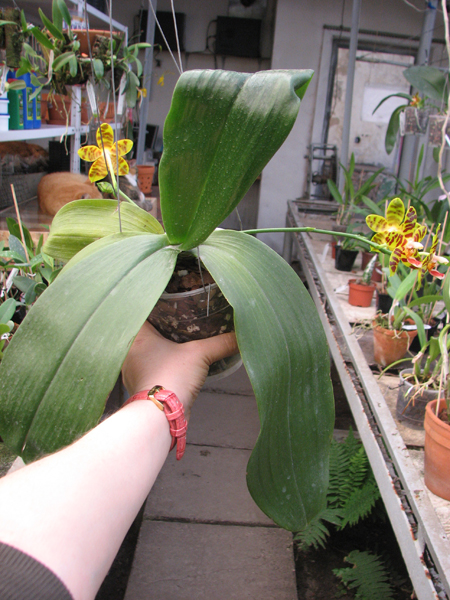 Phalaenopsis David Lim.jpg