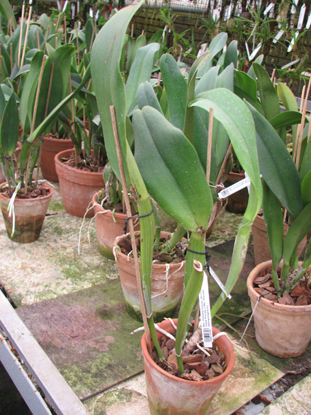 Brassolaeliocattleya Pamela Finney 'All Victory'.jpg