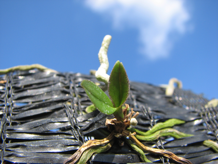 Phalaenopsis lowii.jpg