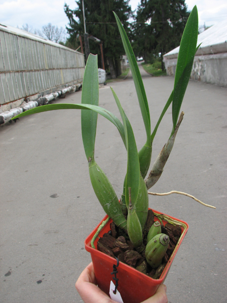 Laelia gouldiana.jpg