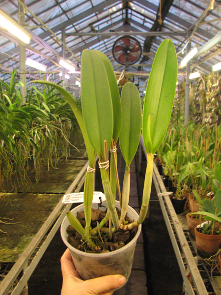 Cattleya lueddemanniana alba 'OMG' x Cattleya lueddemanniana coerulea 'Siquesique'.jpg