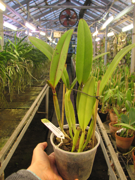 Cattleya lueddemanniana tipo 'Royal Flash' x Cattleya lueddemanniana tipo 'Drago'.jpg