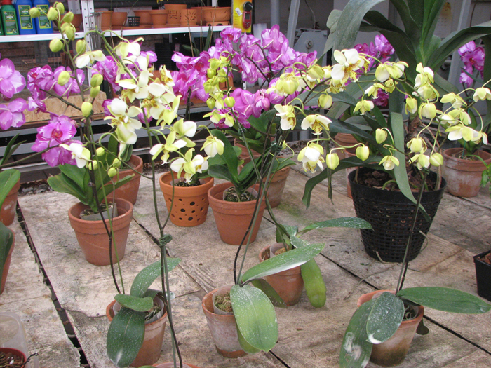 Phalaenopsis stuartiana (Yellow Strain).jpg