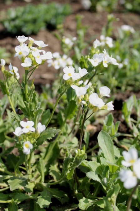 резуха альпийская (Arabis alpina)