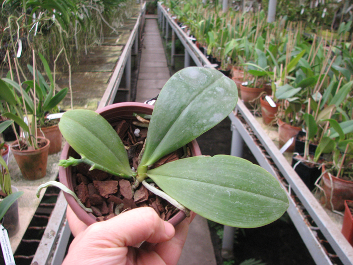 Phalaenopsis corningiana.jpg