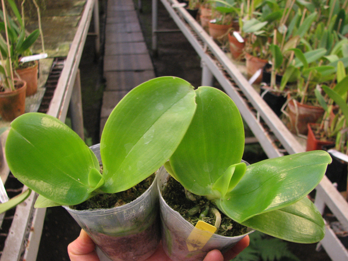 Phalaenopsis Ld Bellina Eagle x Prima.jpg