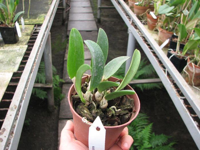 Laelia alaorii x praestans.jpg