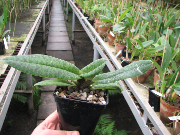 Paphiopedilum venustum.jpg