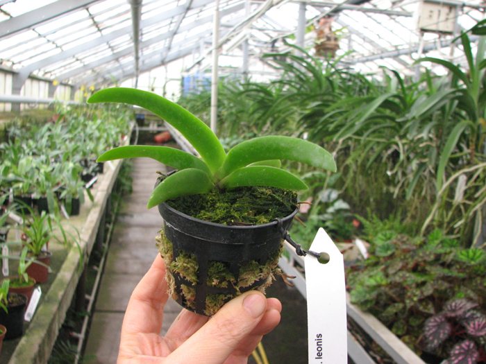 Angraecum leonis.jpg