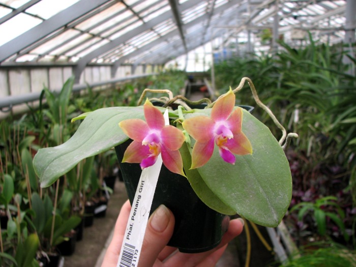 Phalaenopsis Penang Girl.JPG