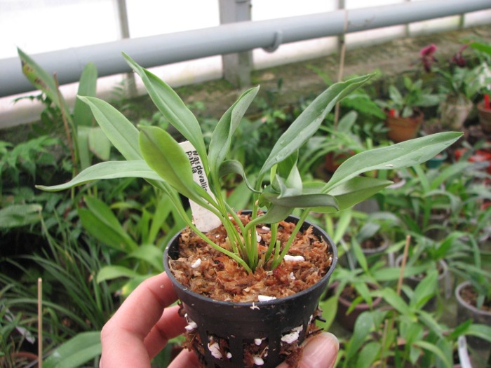 Masdevallia patula.JPG