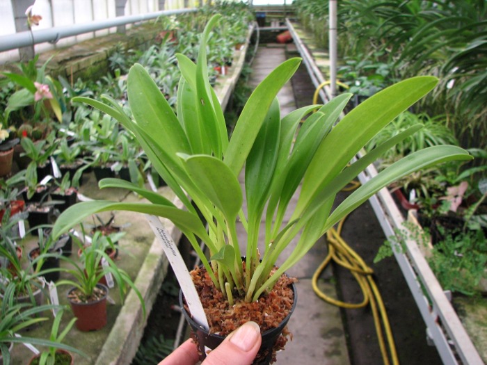 Masdevallia lehmannii.JPG