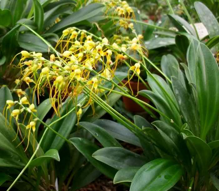 Masdevallia lehmannii .jpg