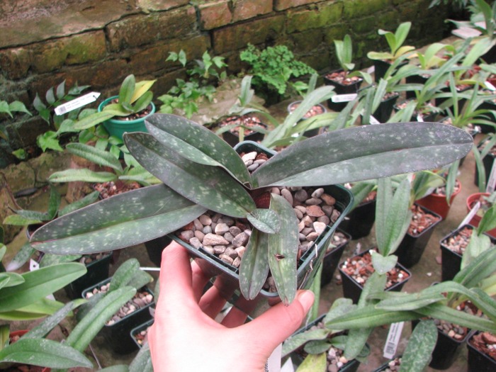 Paphiopedilum godefroyae.JPG