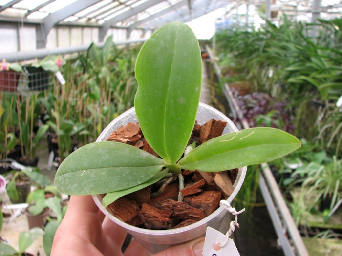 Phalaenopsis gigantea x Brother Ambo Passion.JPG