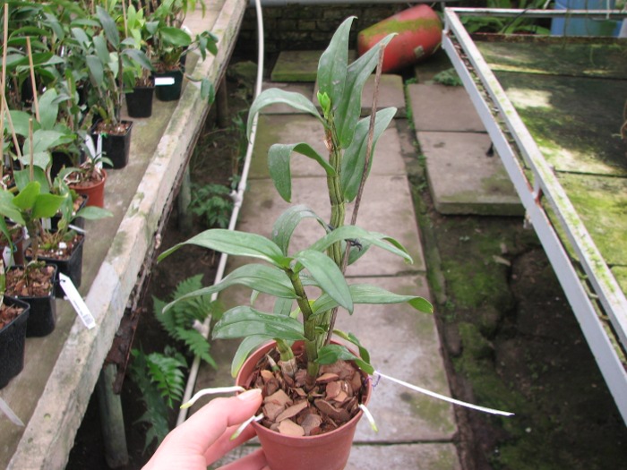 Dendrobium Dawn Marie.JPG
