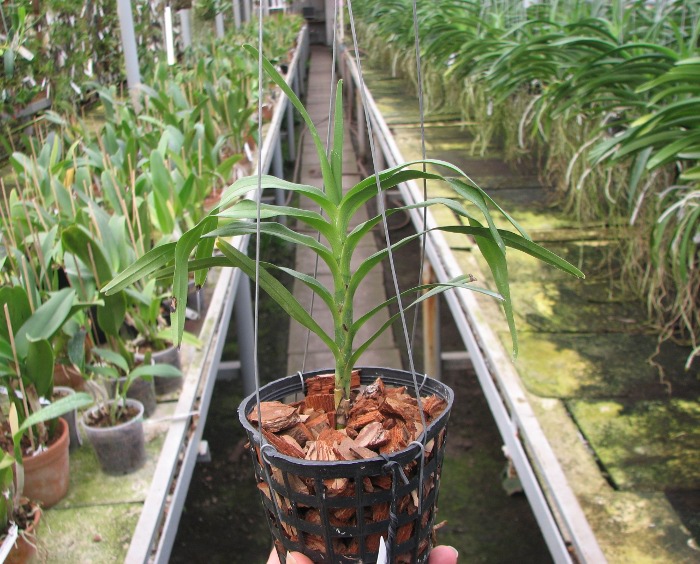 Angraecum viguieri.JPG